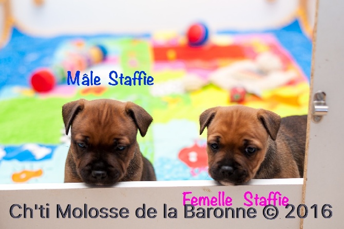 Ch'ti Molosse De La Baronne - chiots disponible 