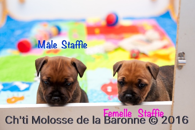 chiots disponible 