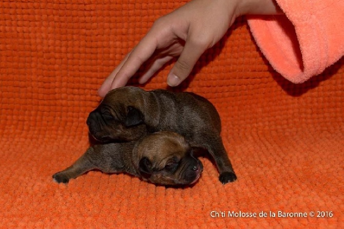 Les Chiots sont Nées le 1er Novembre 2016