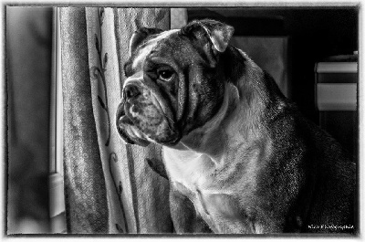 Ch'ti Molosse De La Baronne